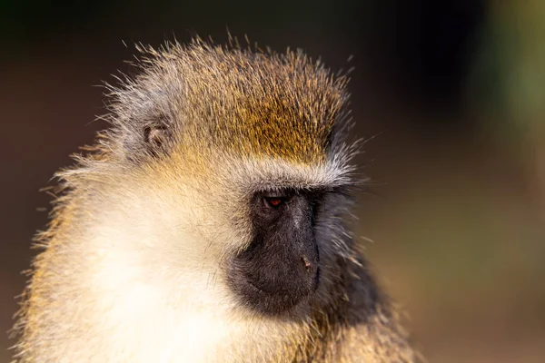 O retrato de um macaco na savana do Quênia — Fotografia de Stock