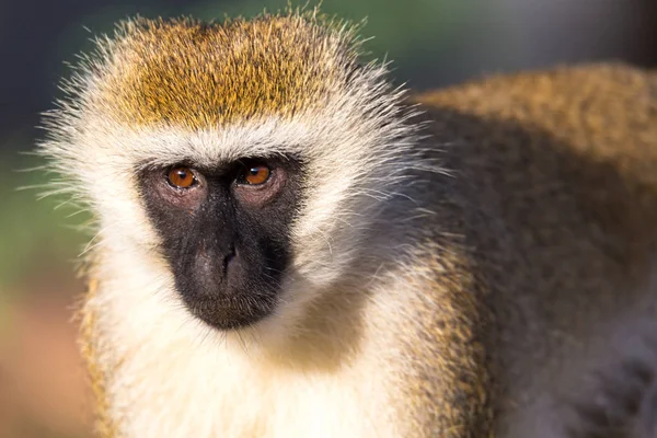 O retrato de um macaco na savana do Quênia — Fotografia de Stock