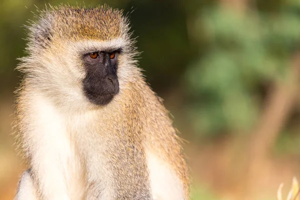 O retrato de um macaco na savana do Quênia — Fotografia de Stock