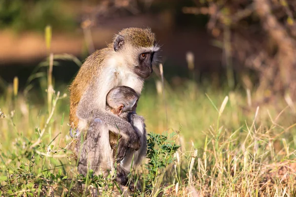 Uma macaca mãe senta-se com um bebê em seus braços — Fotografia de Stock