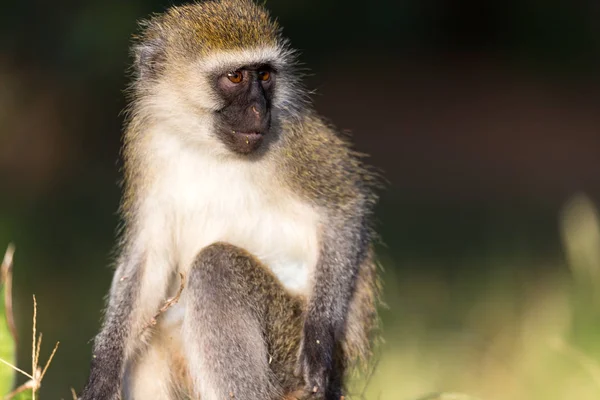 O retrato de um macaco na savana do Quênia — Fotografia de Stock