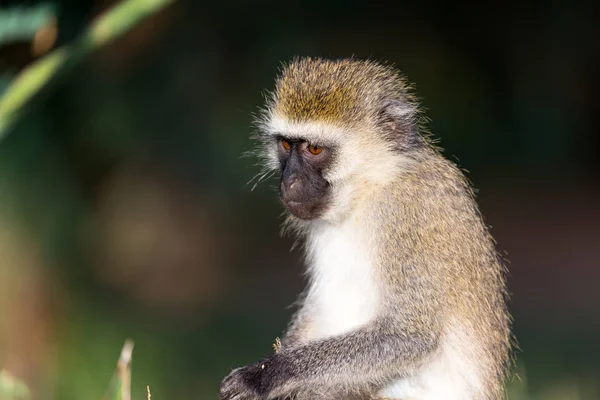 El retrato de un mono en la sabana de Kenia — Foto de Stock