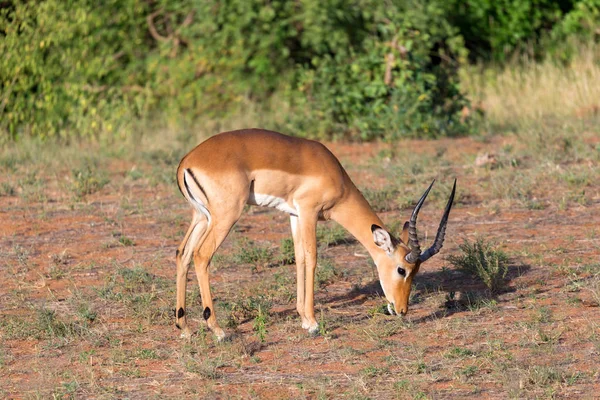 Antilope au milieu de la savane du Kenya — Photo