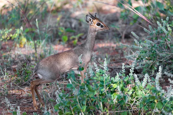 Antelope in the middle of the savannah of Kenya