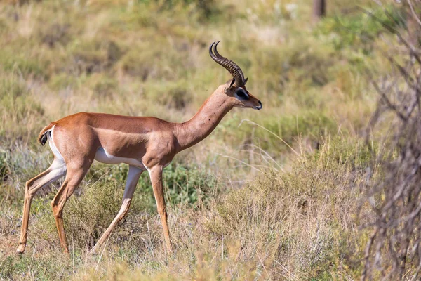 Antilope au milieu de la savane du Kenya — Photo