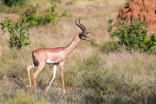 Antílope no meio da savana do Quênia — Fotografia de Stock