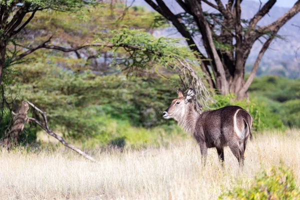 Antilop a közepén a szavanna Kenya — Stock Fotó