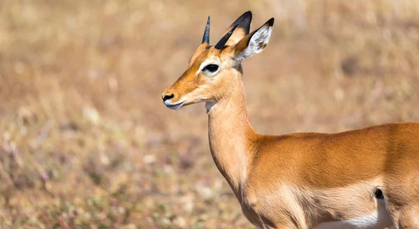 Antílope no meio da savana do Quênia — Fotografia de Stock