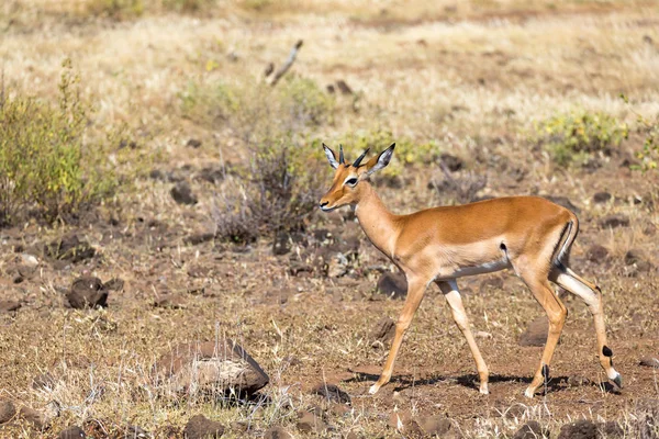 Antilopa uprostřed Savannah v Keni — Stock fotografie