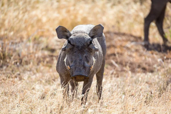 Ett porträtt av en Warthog mitt i ett gräs landskap — Stockfoto