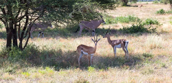 Antilope inmitten der Savanne von Kenia — Stockfoto