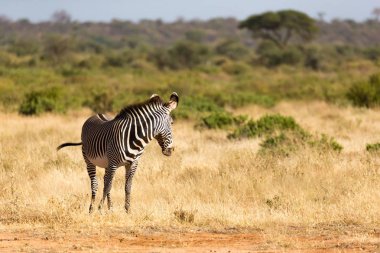 Bir Grevy Zebra Kenya Samburu kırsal otlatıyor