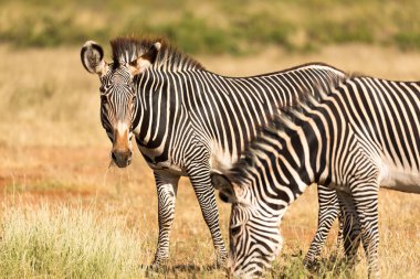 A zebra family is grazing in the savannah of Kenya in Samburu clipart