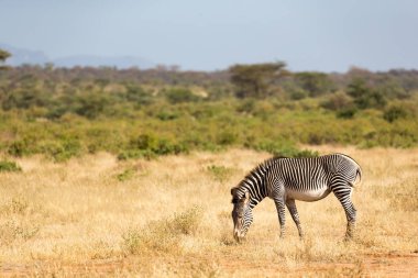 Bir Grevy Zebra Kenya Samburu kırsal otlatıyor