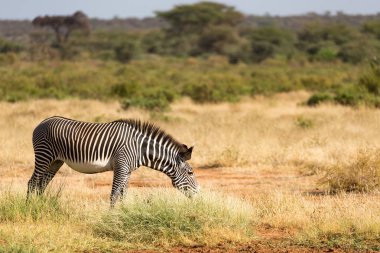 Bir Grevy Zebra Kenya Samburu kırsal otlatıyor