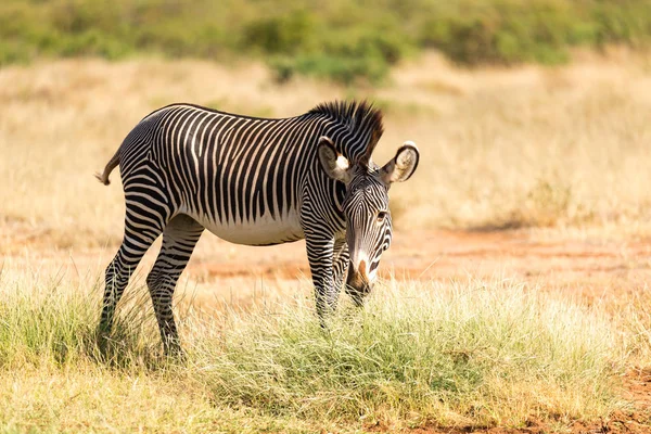 Una zebra di Grevy sta pascolando nella campagna di Samburu in Kenya — Foto Stock