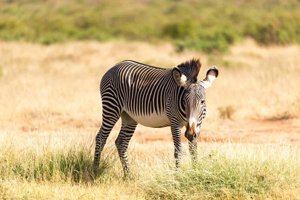 A Grevy Zebra está pastando no campo de Samburu, no Quênia — Fotografia de Stock