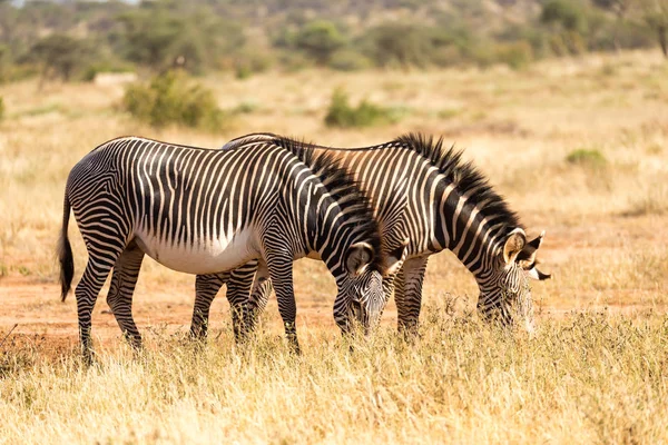 Una familia de cebra está pastando en la sabana de Kenia en Samburu — Foto de Stock