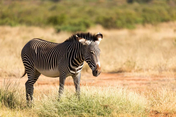 Een Grevy Zebra graast op het platteland van Samburu in Kenia — Stockfoto