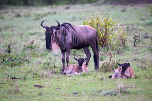 Um antílope gnu com dois pequenos bebês gnu — Fotografia de Stock