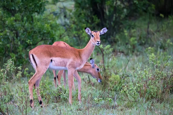Dvě impalas se pasou na keř v Keni — Stock fotografie