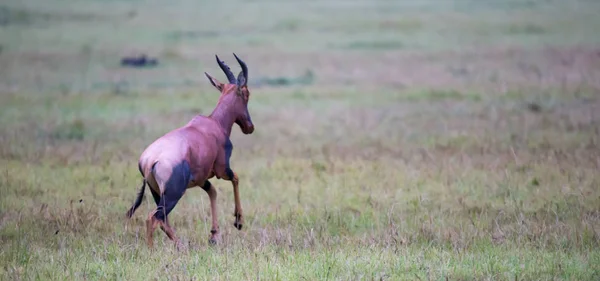 Antílope Topi en los pastizales de la sabana de Kenia —  Fotos de Stock