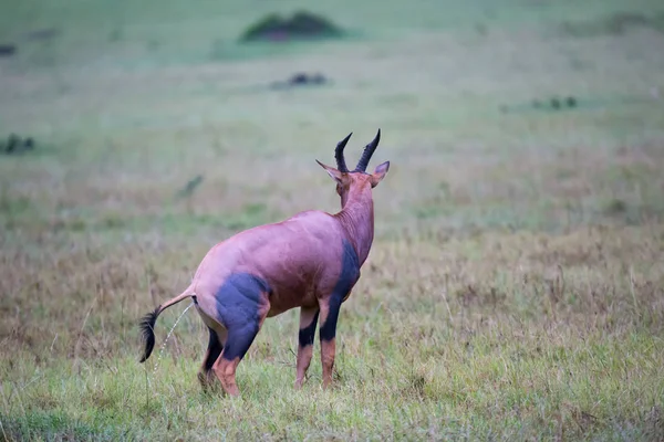 Антилопа Топи в Кенийской саванне — стоковое фото