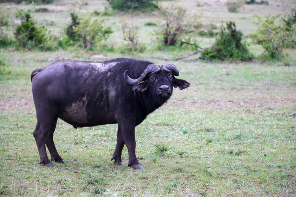 Los búfalos están en la sabana en medio de una nationa — Foto de Stock