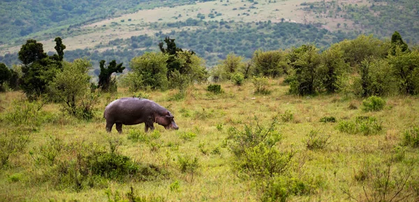 En flodhäst går i savannen — Stockfoto