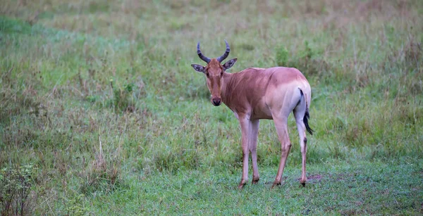 Topi антилопи в пасовища в Кенії савани — стокове фото