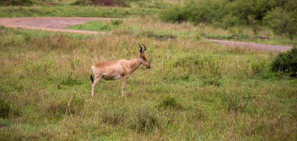 Antelop topi di padang rumput di sabana Kenya — Stok Foto