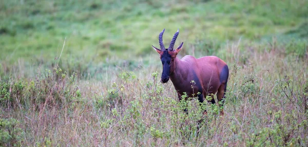 Topi antilopa na pastvinách keňské savany — Stock fotografie