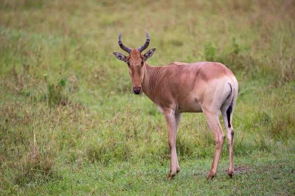 Topi antilop i gräsmark av Kenyas Savannah — Stockfoto