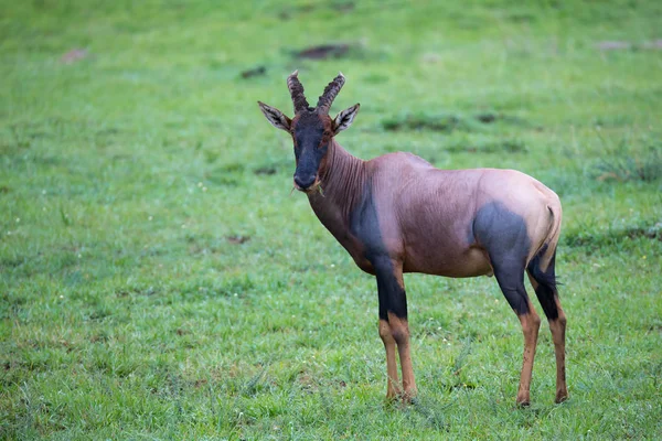 Topi-Antilope im Grasland der kenianischen Savanne — Stockfoto