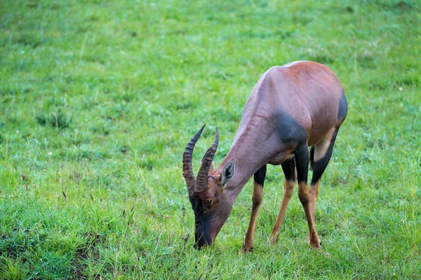 Topi antílope no prado da savana do Quênia — Fotografia de Stock