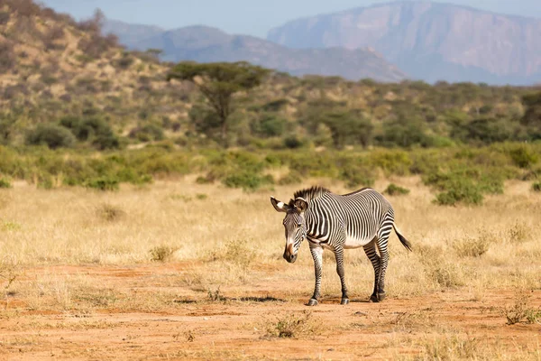 A Grevy Zebra está pastando no campo de Samburu, no Quênia — Fotografia de Stock