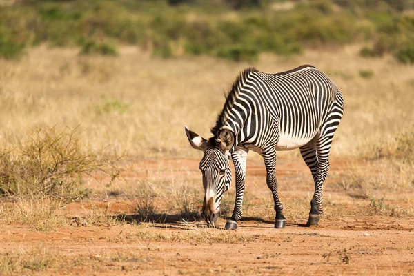 A Grevy Zebra is grazing in the countryside of Samburu in Kenya — Stock Photo, Image