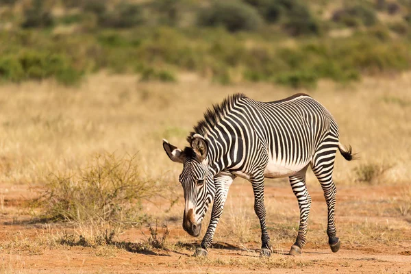 Una zebra di Grevy sta pascolando nella campagna di Samburu in Kenya — Foto Stock