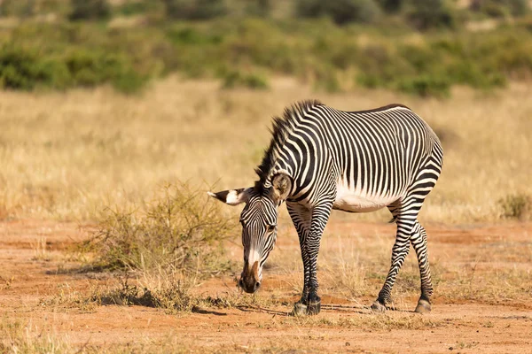 Bir Grevy Zebra Kenya Samburu kırsal otlatıyor — Stok fotoğraf