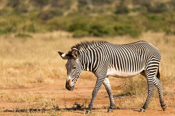 Bir Grevy Zebra Kenya Samburu kırsal otlatıyor — Stok fotoğraf
