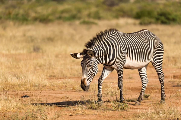 Grevy Zebra se Paří v krajině Samburu v Keni — Stock fotografie