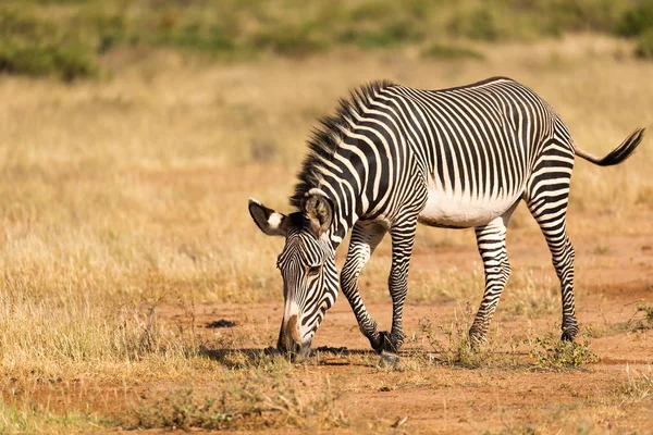 Bir Grevy Zebra Kenya Samburu kırsal otlatıyor — Stok fotoğraf