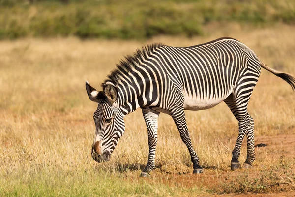 Grevy Zebra se Paří v krajině Samburu v Keni — Stock fotografie