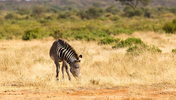 Una zebra di Grevy sta pascolando nella campagna di Samburu in Kenya — Foto Stock