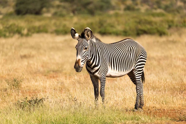 Ein grevy zebra weidet auf dem land von samburu in kenia — Stockfoto