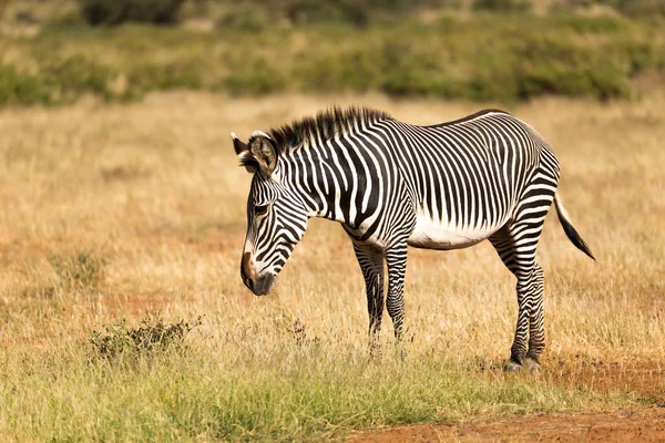 Grevy Zebra se Paří v krajině Samburu v Keni — Stock fotografie