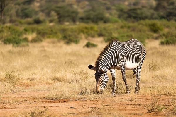 Una cebra Grevy está pastando en el campo de Samburu en Kenia — Foto de Stock