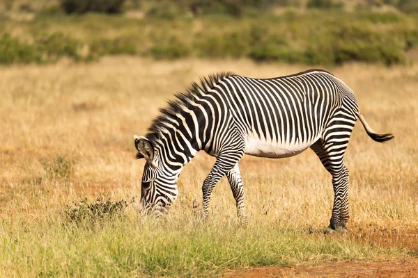En Grevy Zebra är bete på landsbygden i Samburu i Kenya — Stockfoto