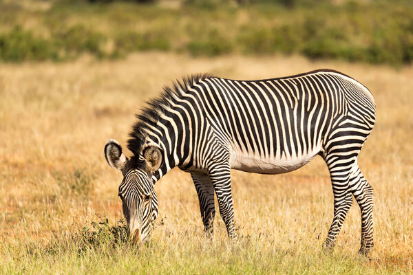 The Grevy Zebra is grazing in the countryside of Samburu in Kenya