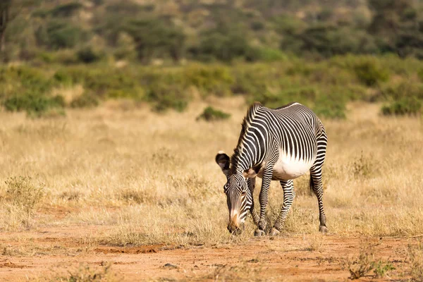 Un zèbre Grevy broute dans la campagne de Samburu au Kenya — Photo